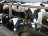 Минсельхоз: Собственная обеспеченность Калининградской области мясом составляет 37%, зерном - 49% и яйцами - 64%