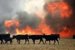 Почти 4 тысячи сельскохозяйственных животных погибли во время пожаров в Хакасии
