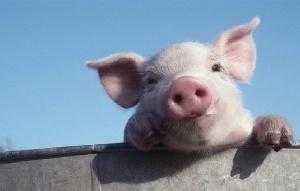«Сибирская аграрная группа» увеличила объемы производства свинины на 36%