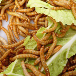 Правительство предложит россиянам сосиски из личинок насекомых