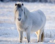 Глава Якутии предлагает экспортировать национальную породу лошадей в другие регионы