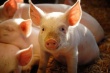 В Сумской области на границе с Россией зафиксирован первый случай африканской чумы свиней