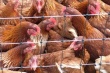 110 тысяч кур погибли в Ростовской области из-за отключения света