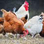 Потери птиц в Северной Америке из-за птичьего гриппа превысили 100 миллионов