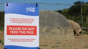 Национальная ассоциация свиноводов Великобритании требует усиления контроля за АЧС на границе