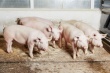 Тульские власти надеются сохранить свинокомплекс, где нашли АЧС