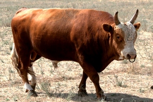 46 процентов всего поголовья крупного рогатого скота в стране приходится на калмыцкую породу