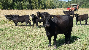 Закосили от пашни