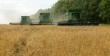 «Талина» убирает урожай