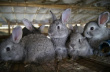  В кролиководческом хозяйстве Владимирской области открывается новый цех мощностью 900 тонн мяса в год 