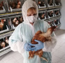 Страны сообщили в МЭБ о 90 новых очагах гриппа птиц