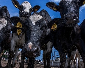 В каждом втором районе Кубани сократилось поголовье скота