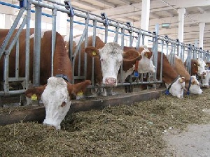 Кооператив по производству говядины создан в Измалковском районе