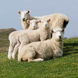 В Дагестане выводят новую породу овец с повышением объема мяса и шерсти