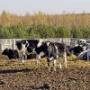 Оборот заготовительных организаций Чаплыгинского района превысил 27 миллионов рублей