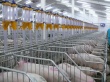 СМИ: датские свинофермы в отчаянном положении из-за эмбарго РФ