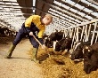 Динамика поголовья КРС, свиней и птицы в России ежегодно снижается