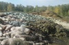 В Челябинской области обнаружили огромное количество не захороненных свиных туш
