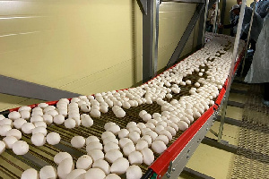 Советская птицефабрика модернизировала галерею яйцесбора