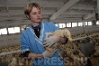 Единственная в Алтайском крае утиная птицефабрика "Чикен-Дак" продается за 12,5 млн. долларов