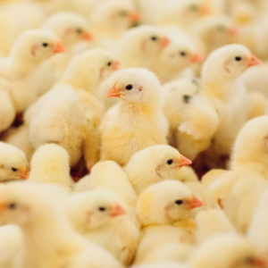 Птицефабрика Гайская увеличит объём выпуска продукции при поддержке Сбера