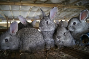 12 кроликов приехали из Германии в Екатеринбург по поддельным документам