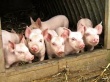 Нарушения правил свиноводства в рамках мероприятий по профилактике АЧС зарегистрированы в трех районах Нижегородской области