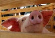 Обзор мировой свиной промышленности за минувшую неделю