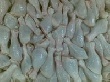 Украина начинает поставки мяса птицы в Европейский Союз Украина начинает поставки мяса птицы в Европейский Союз