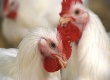 Вологодские депутаты обсудили вопрос поддержки местных птицеводческих предприятий 