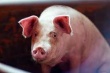 Аксенов отменил в Крыму режим ЧС по африканской чуме свиней 