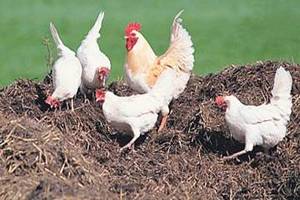 Липецкие предприятия удобряли поля куриным пометом 