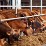 В Казахстане увеличивается поголовье домашнего скота