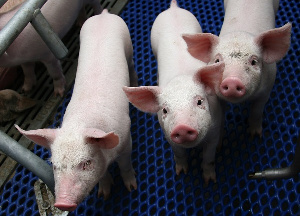 Свинокомплекс «Сибагро» в Бурятии претендует на вхождение в ТОР «Бурятия»