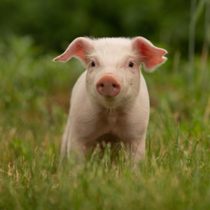 Рынок свиней во Франции находится под угрозой