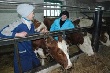 Эксперт: Цены на мясо в Кемеровской области могут вырасти на треть