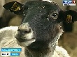 В Спасском районе Рязанской области разводят «царских» овец