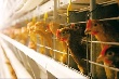 ГК «Здоровая Ферма» строит птицефабрику