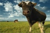 В Тверской области началась вакцинация коров от сибирской язвы