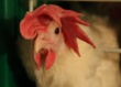 Казахстан: Комсомольскую птицефабрику может спасти новый инвестор