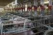 В сухобузимском свинокомплексе себестоимость килограмма мяса будет менее 45 рублей
