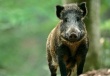 Из-за АЧС в Германии решили отстреливать кабанов круглый год