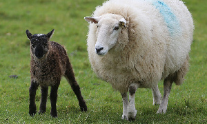 В Чеченской Республике численность овец и коз увеличилась на 98,4 %