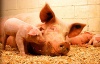 В Аргаяшском районе бактерии согревают поголовье свиней