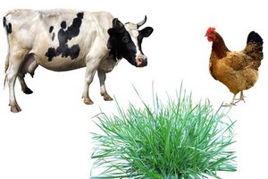 В Раздольненском районе Крыма построят два животноводческих комплекса и завод комбикормов