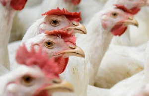 За год потребительская цена куриного мяса в России взлетела на 17,3%