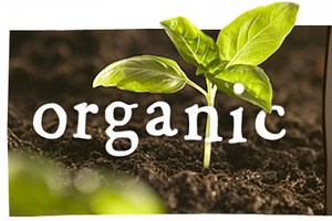 На «Золотой осени» обсудили перспективы развития органического хозяйства