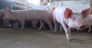 Пермский свинокомплекс на 24% увеличил объем производства свинины