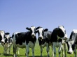 Эквадор намерен продолжить закупки скота в Парагвае
