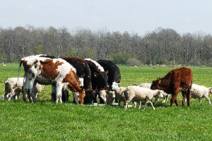 Более 1,5 млрд рублей выделили на развитие нижегородского животноводства в 2020 году